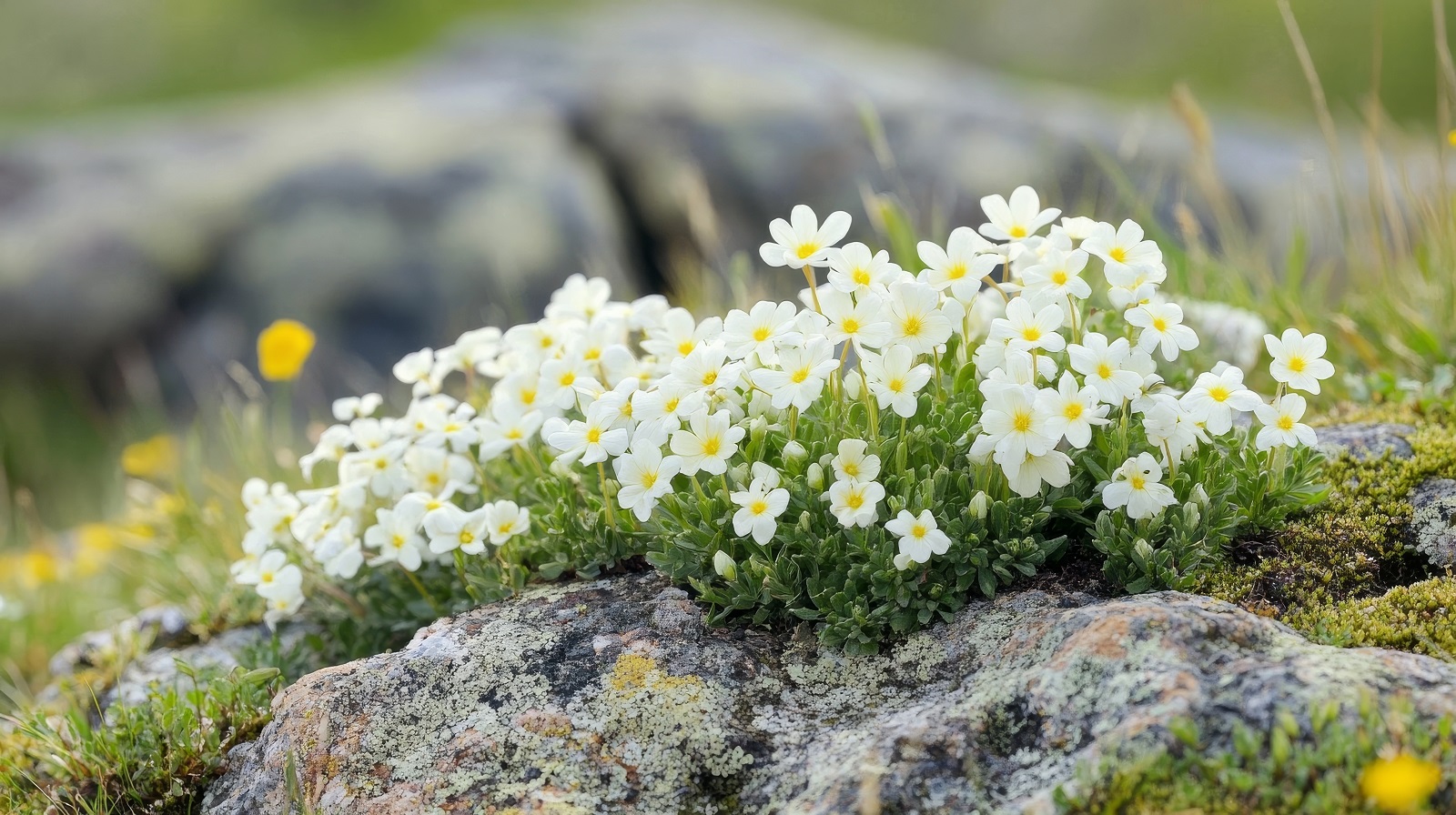Arabis caucasica de couleur blanche ©Togrul, AdobeStock